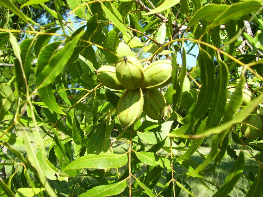 Кария иллинойская (пекан)