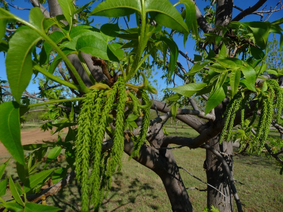 Пекан обыкновенный