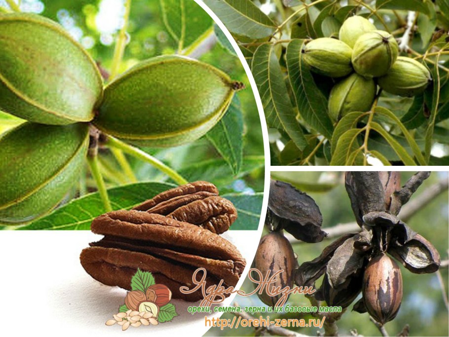 Орех пекан дерево