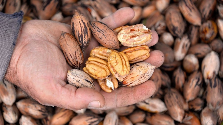 Орех маньчжурский пекан