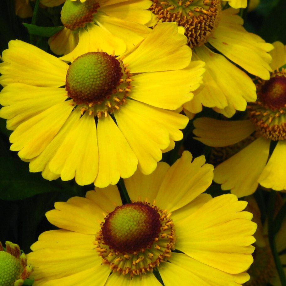 Helenium 'Zimbelstern'