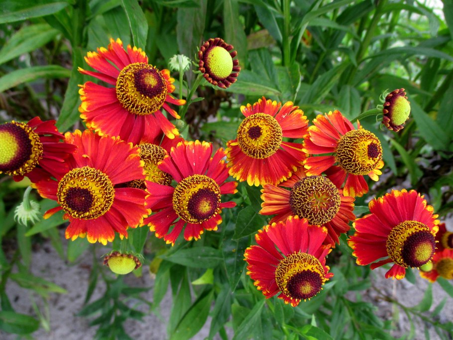 Гелениум Рубинцверг