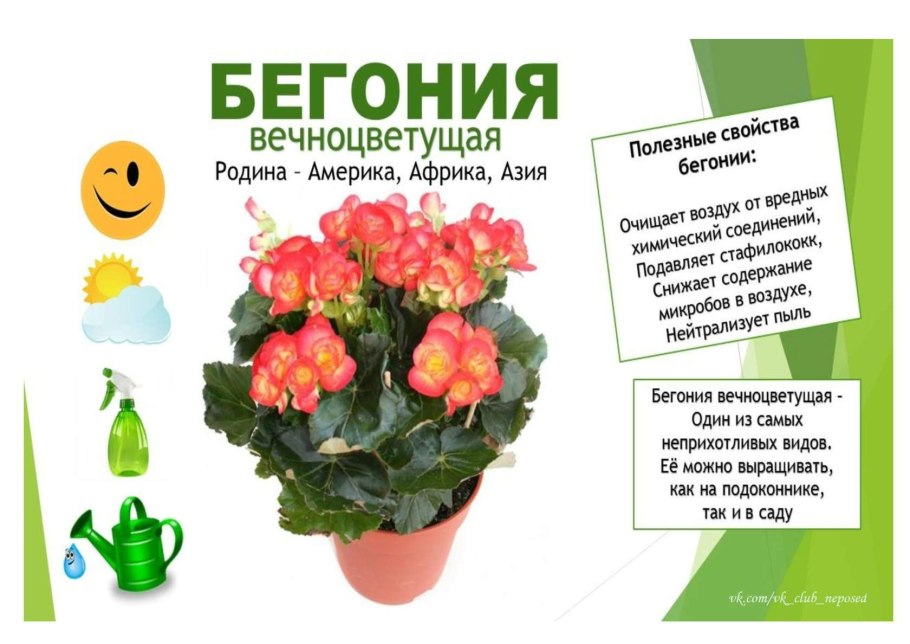 Шалфей целебные свойства растения