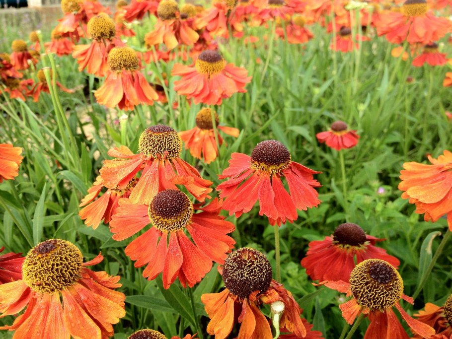 Гелениум Moerheim Beauty