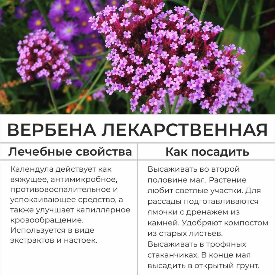 Самые полезные комнатные растения