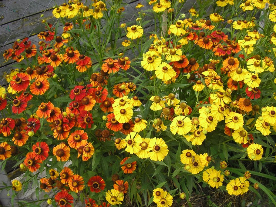 Гелениум осенний бидермейер