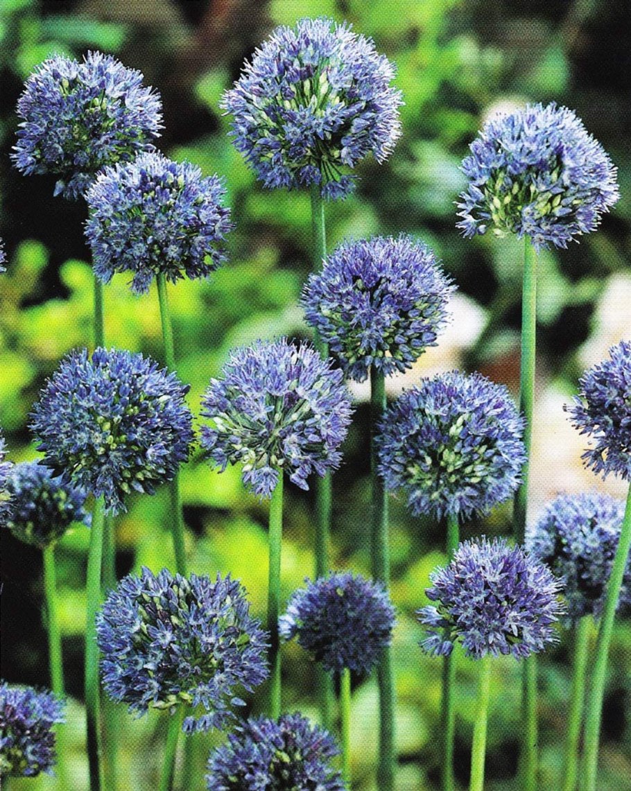 Комнатные растения названия