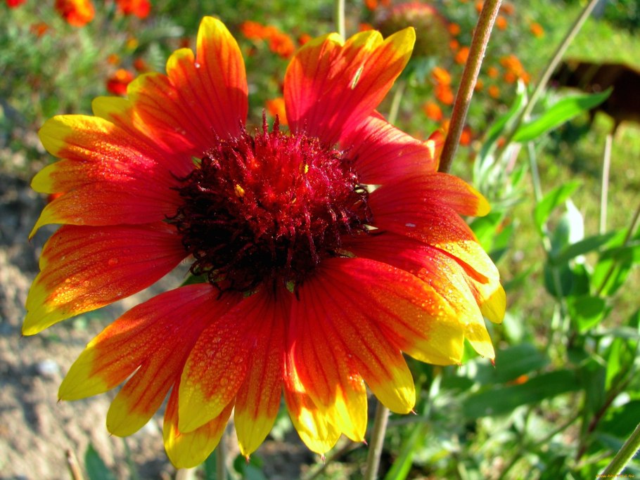 Монарда двойчатая