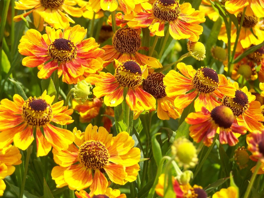 Строение цветковых растений