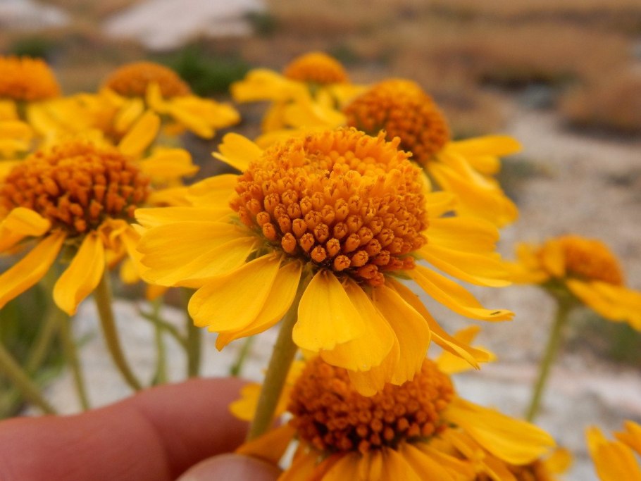 Гелениум хупа, желтый