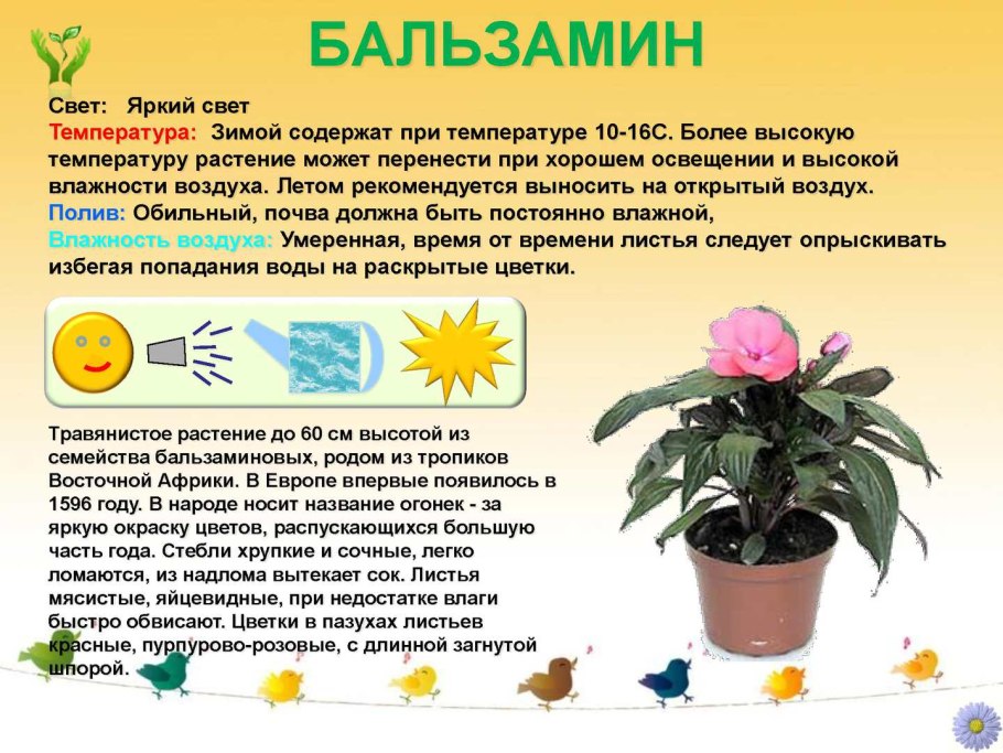 Паспорт комнатных растений в детском саду бегония