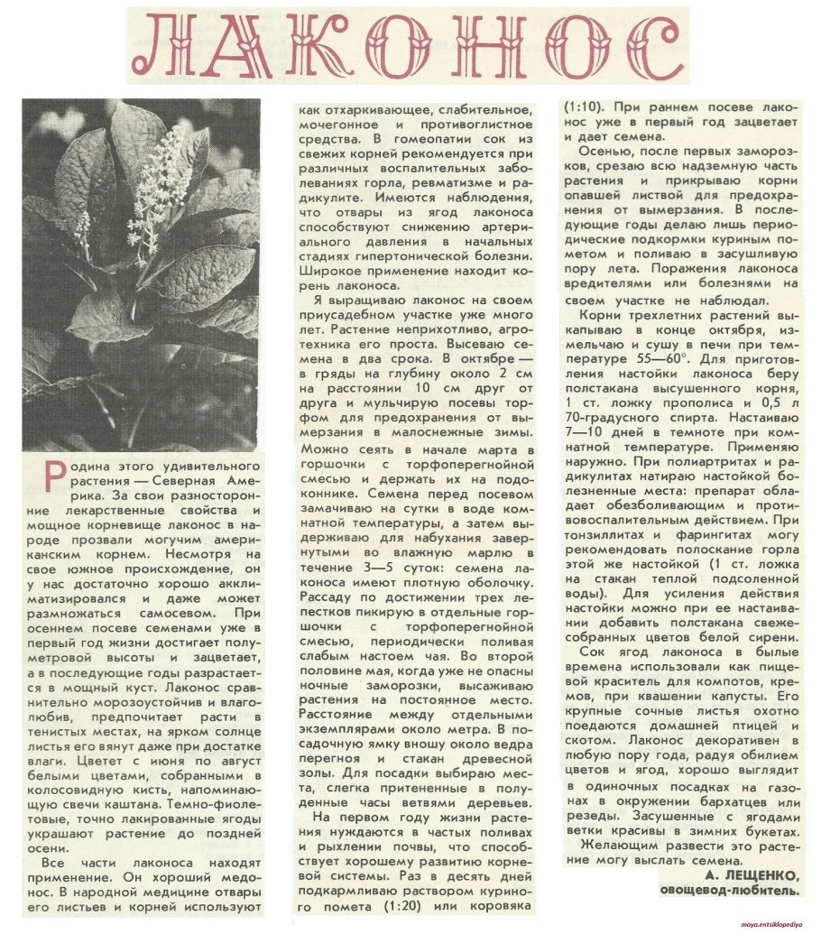 Ядовитые растения картинки