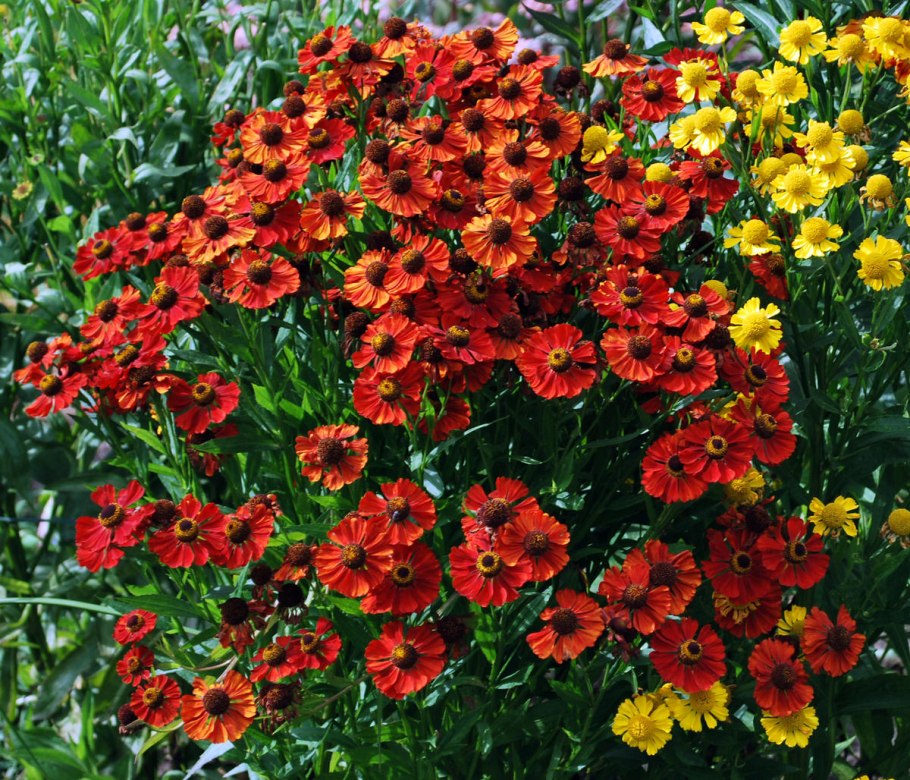 Гелениум Rubinzwerg