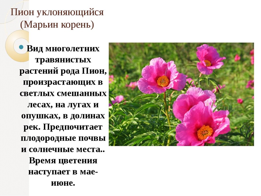 Девясил обыкновенный