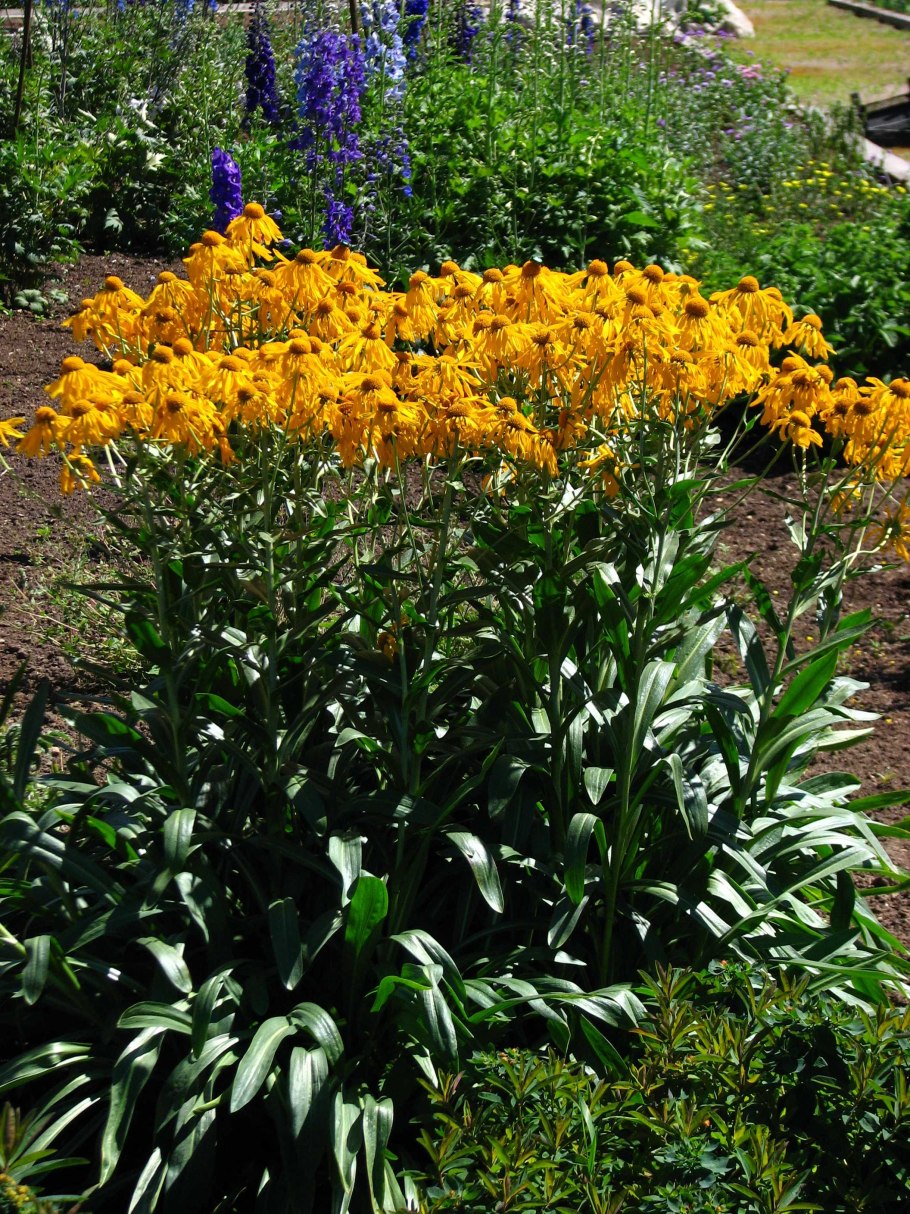 Гелениум многолетний