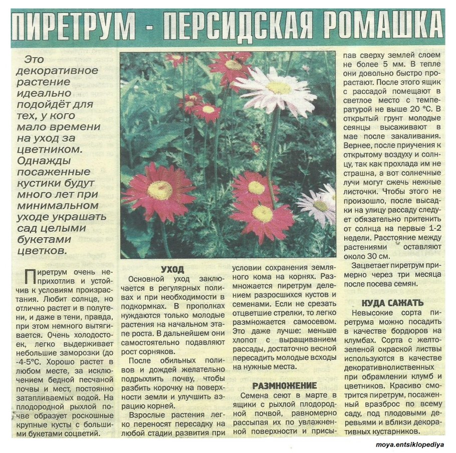 Паспорт комнатных растений в детском саду примула