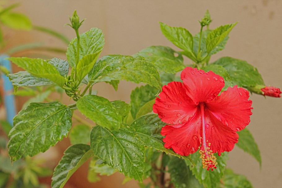 Гибискус горшечный