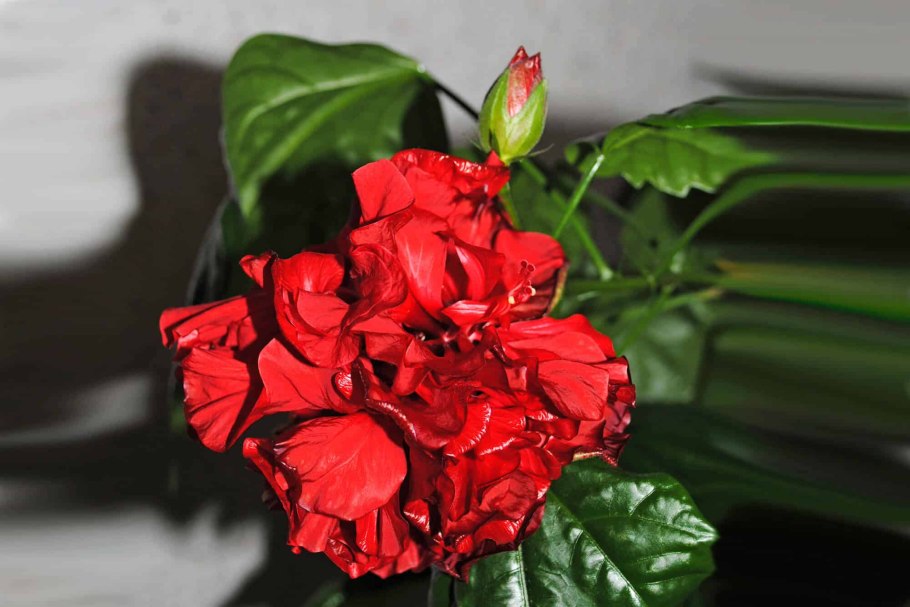 Гибискус китайская роза