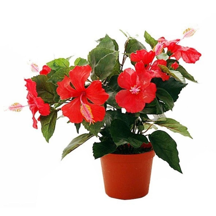 Китайская роза (Hibiscus Rosa-sinensis)