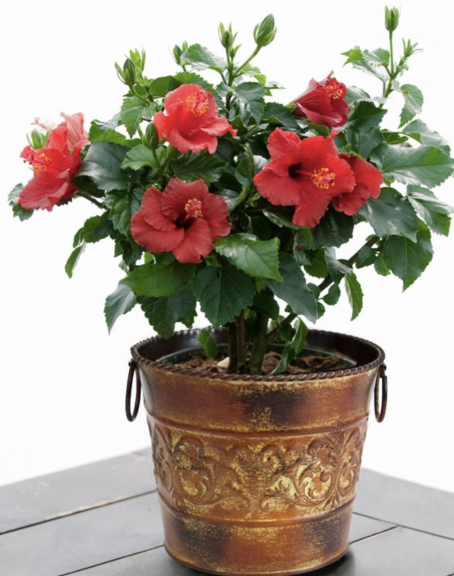 Гибискус комнатный дерево