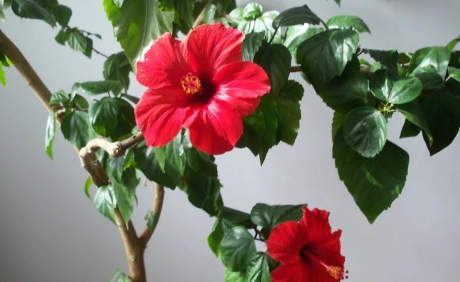 Гибискус китайский роса