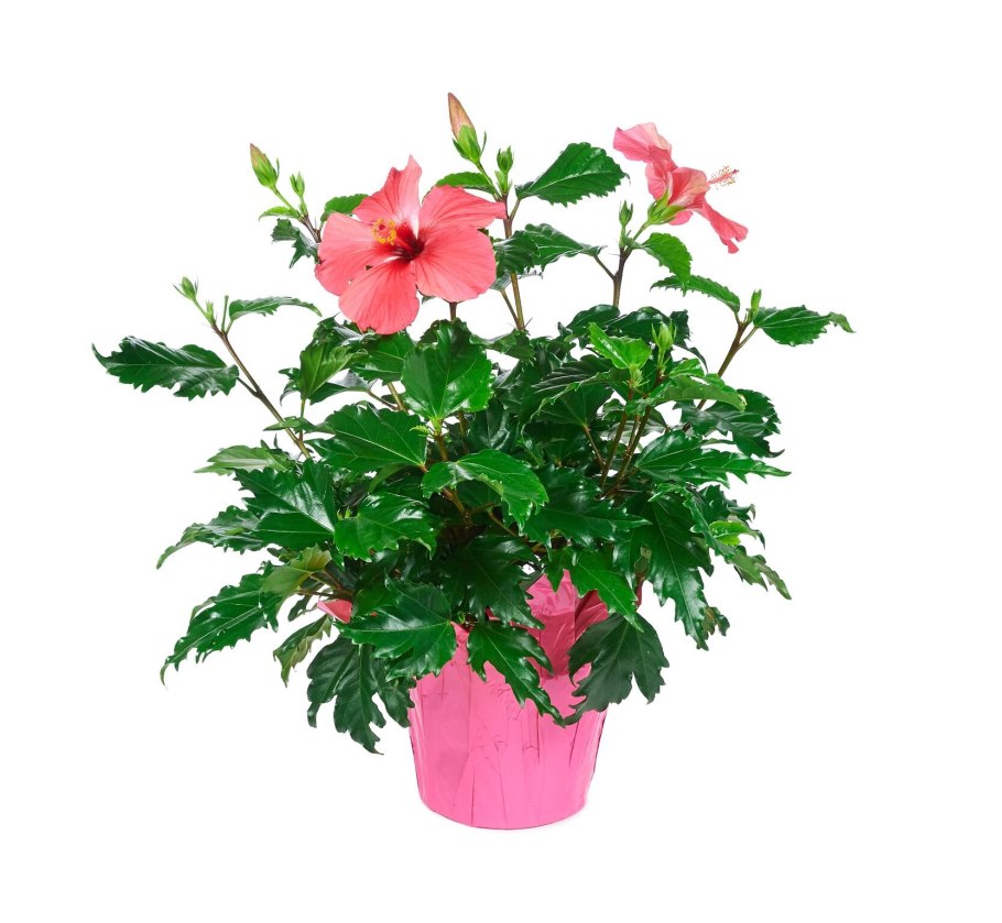 Гибискус китайский Розан