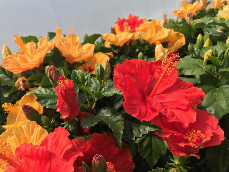 Китайская роза дерево