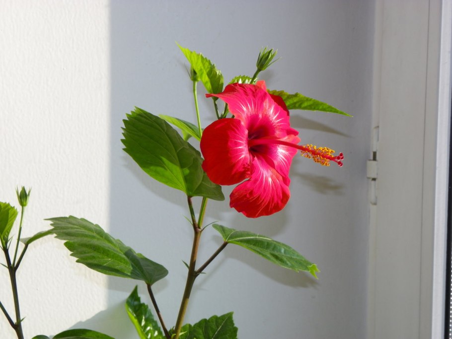 Гибискус Кардинал