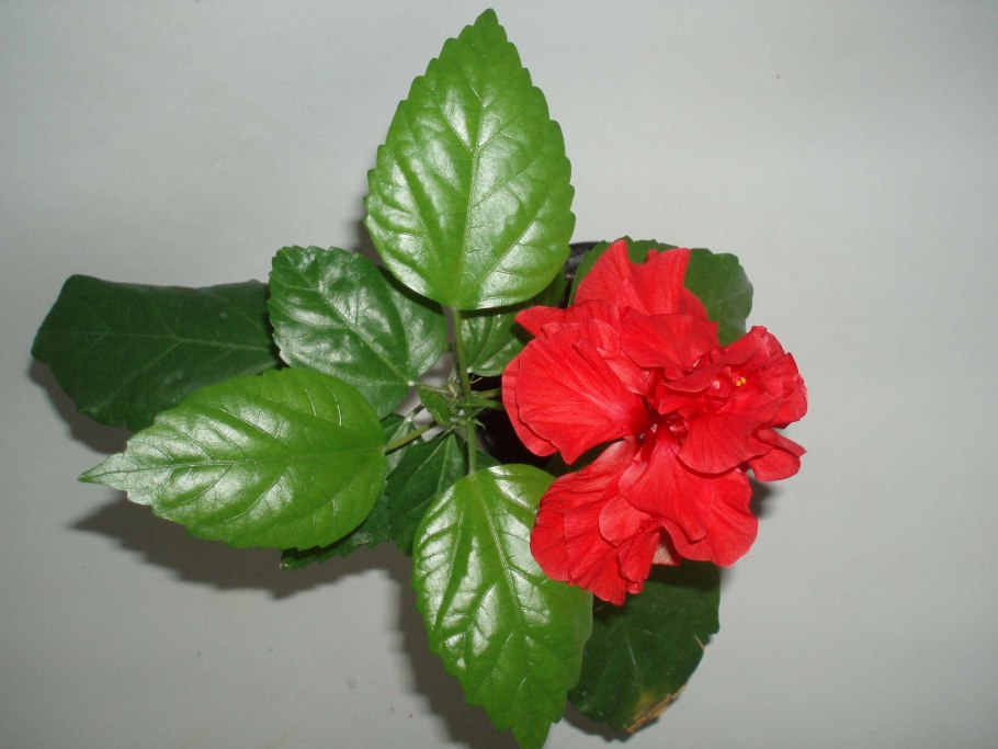 Гибискус розовый комнатный