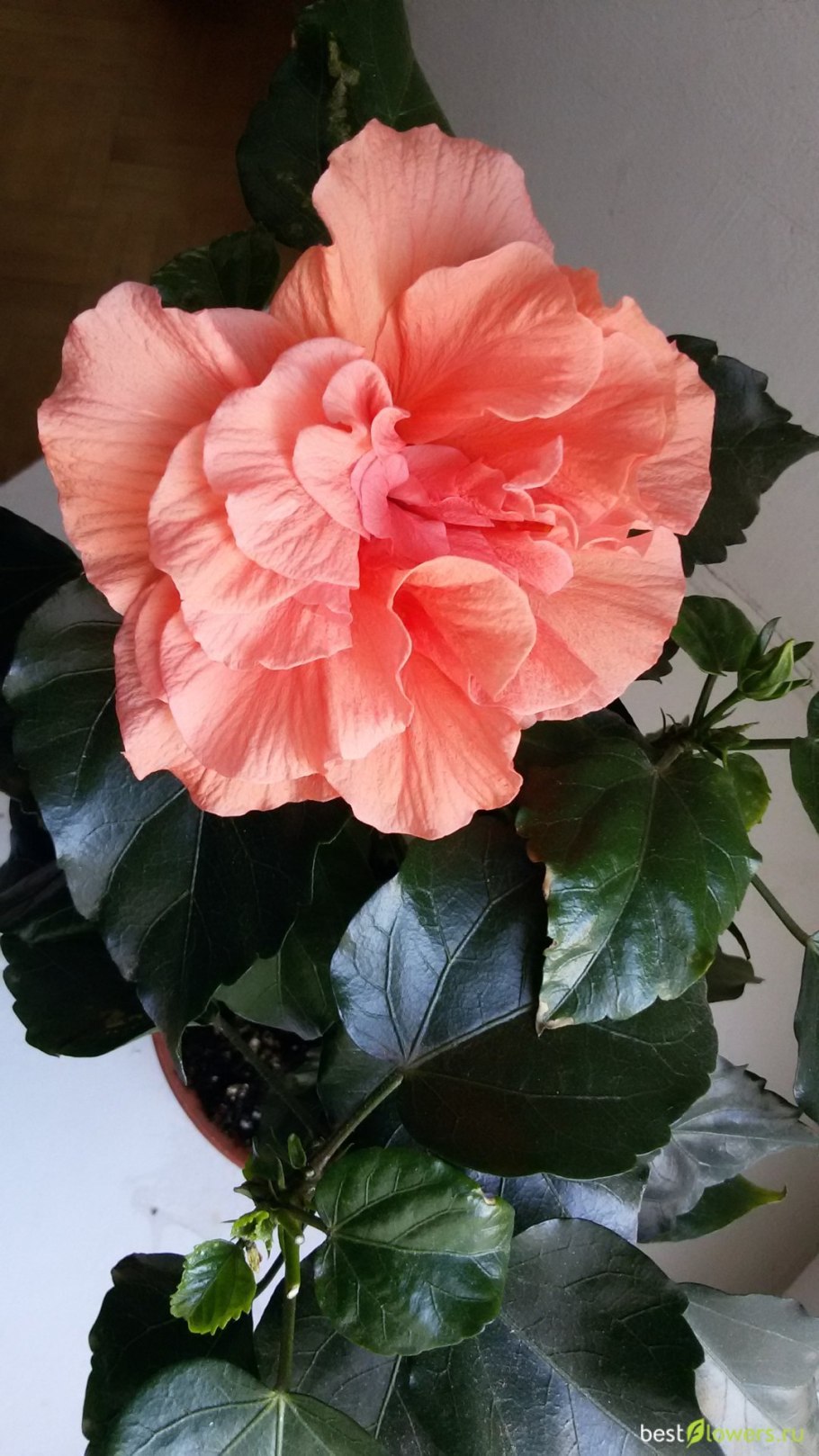 Гибискус красный комнатный