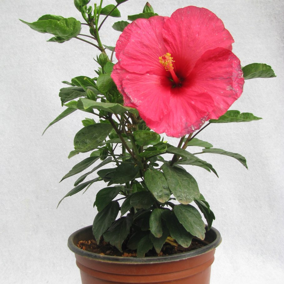 Роза гибискус комнатный