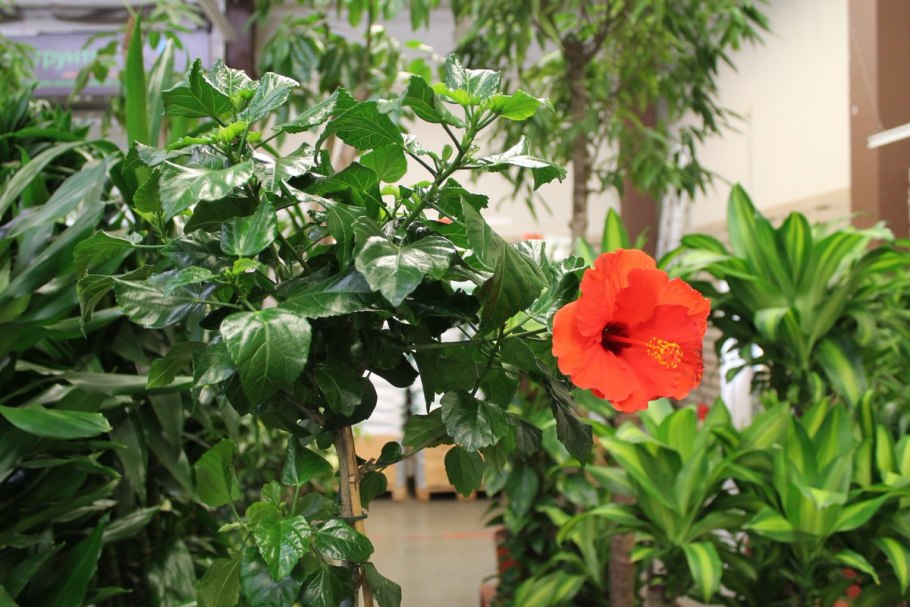 Гибискус китайская роза