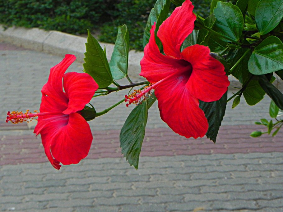 Каркаде цветок гибискус