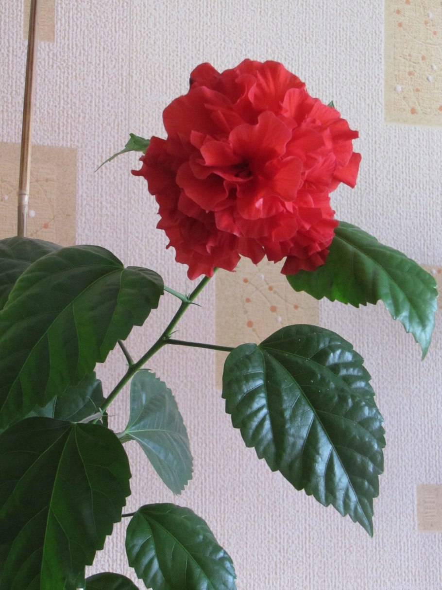 Гибискус китайский Розан