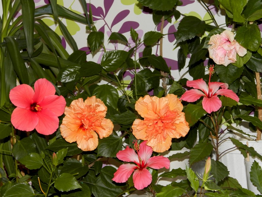 Гибискус китайская роза