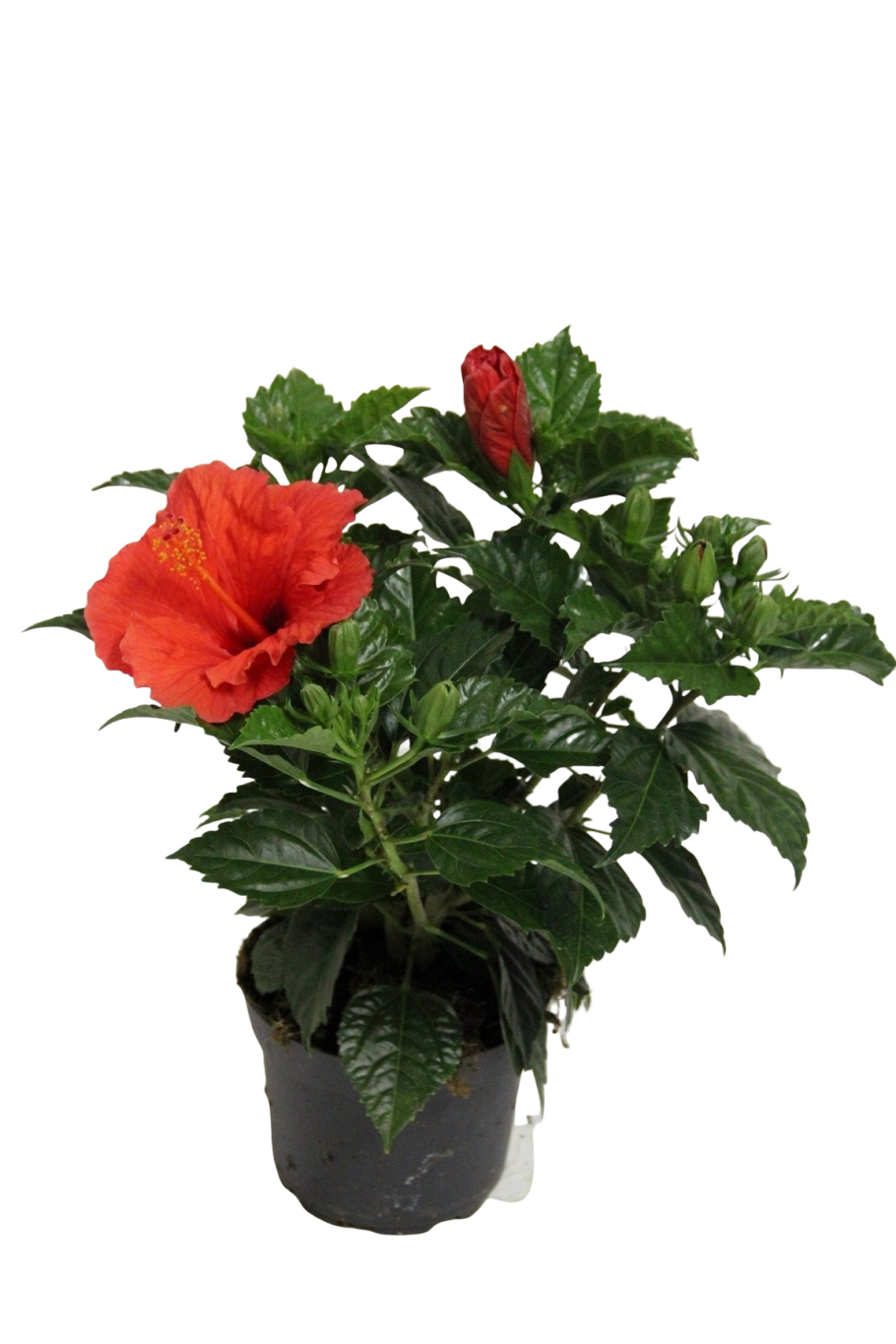 Гибискус Санни микс