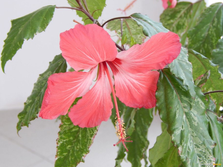 Бальзамин гибискус