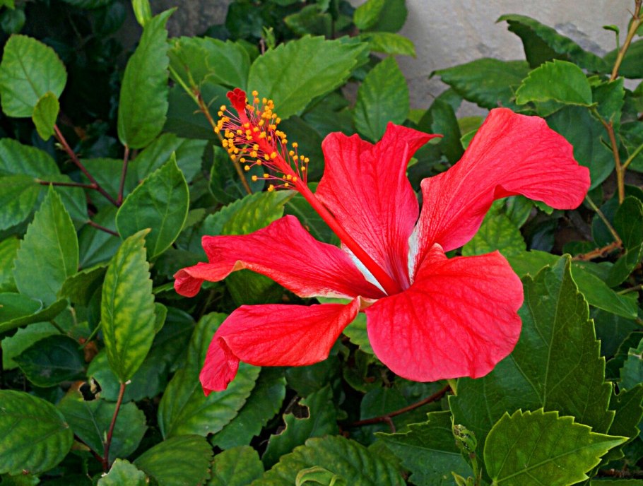 Гибискус китайский