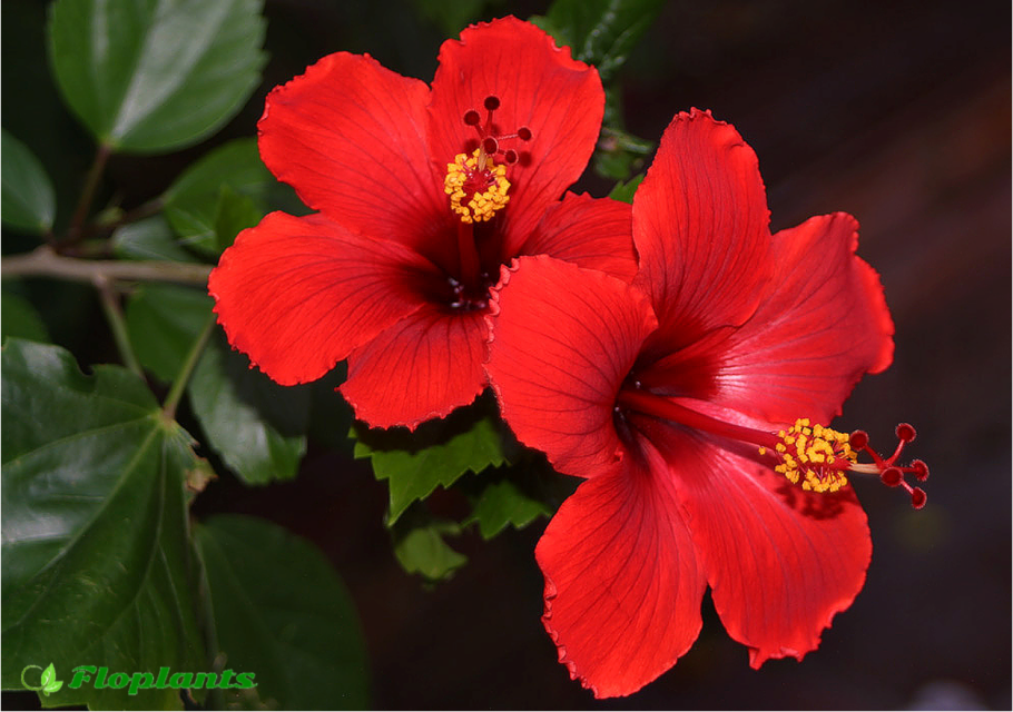 Гибискус комнатный