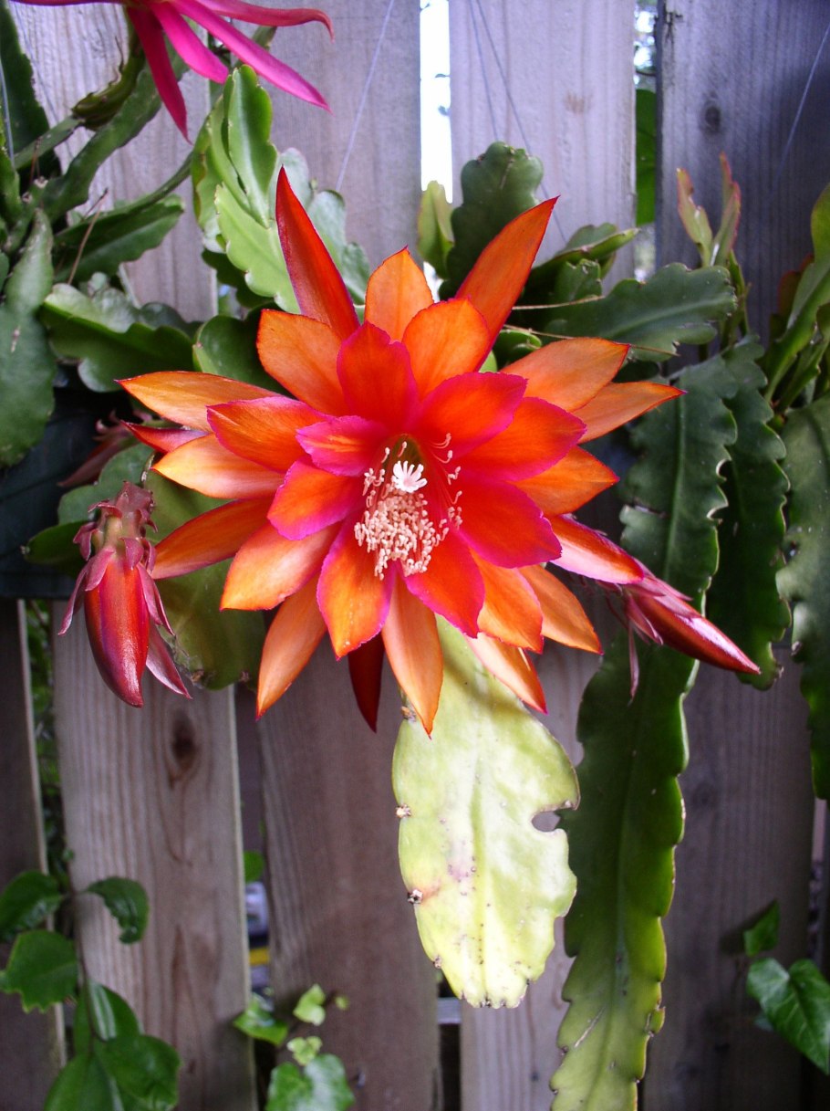 Эпифиллум Аккермана