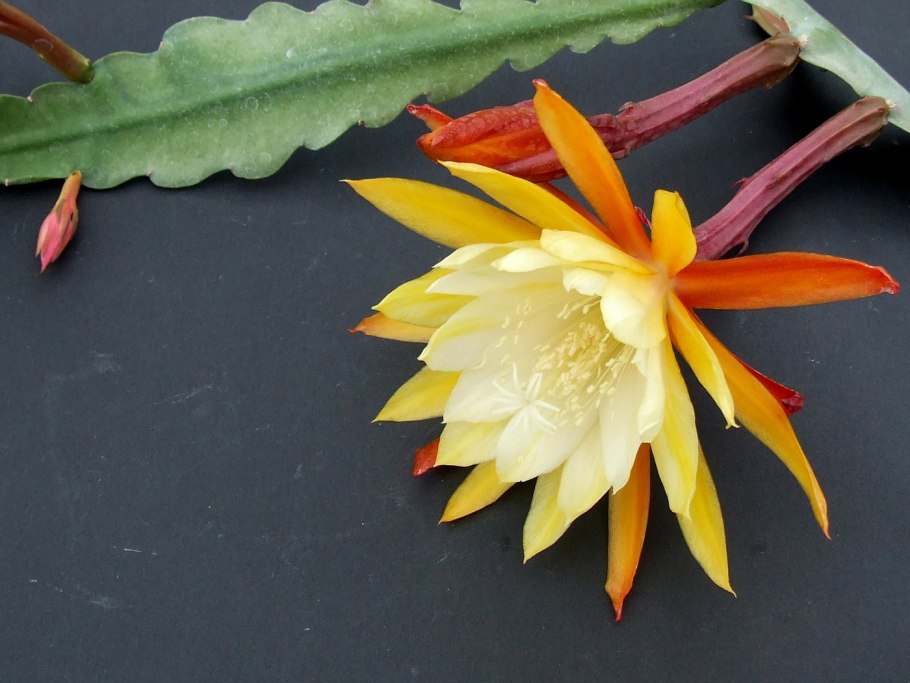 Эпифиллум Аккермана (Тещин язык)