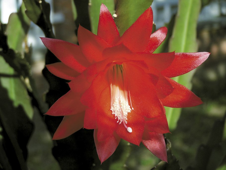 Эпифиллум Аккермана красный