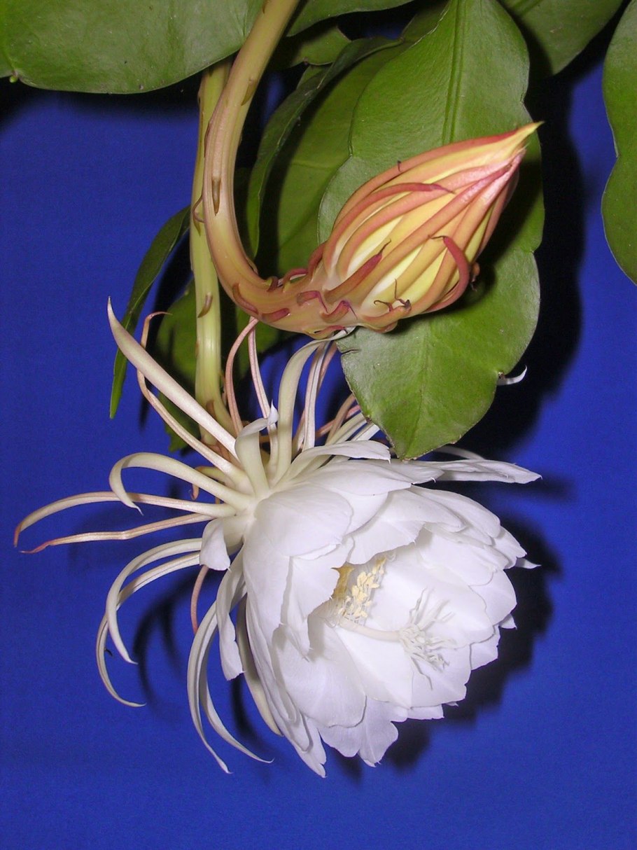 Кактус эпифилум октепитанум