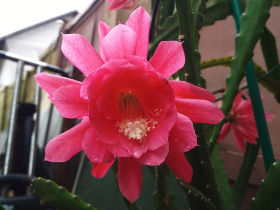 Эпифиллум Дреамланд