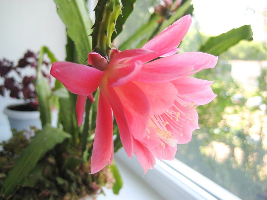 Эпифиллум амброзия