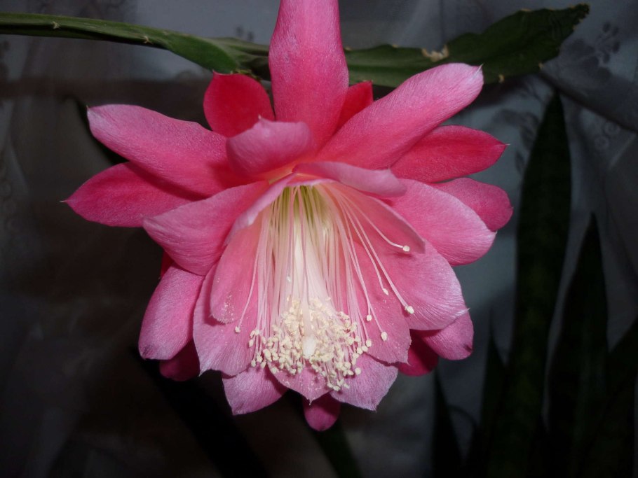 Эпифиллум цветок