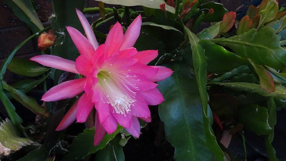 Лесной Кактус эпифиллум