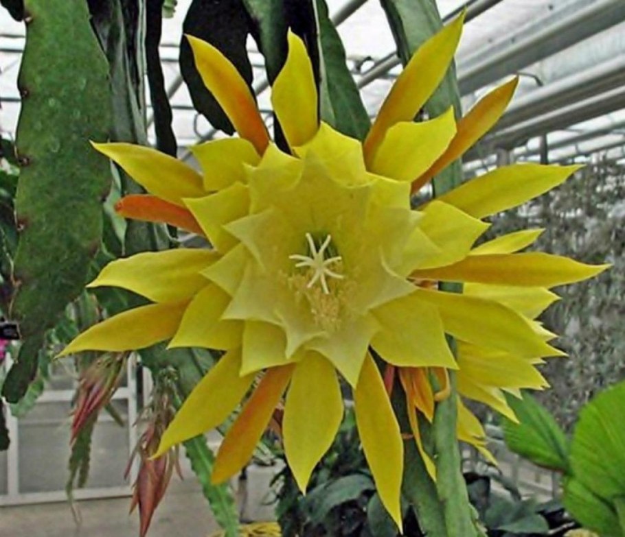 Эпифиллум Yellow Green