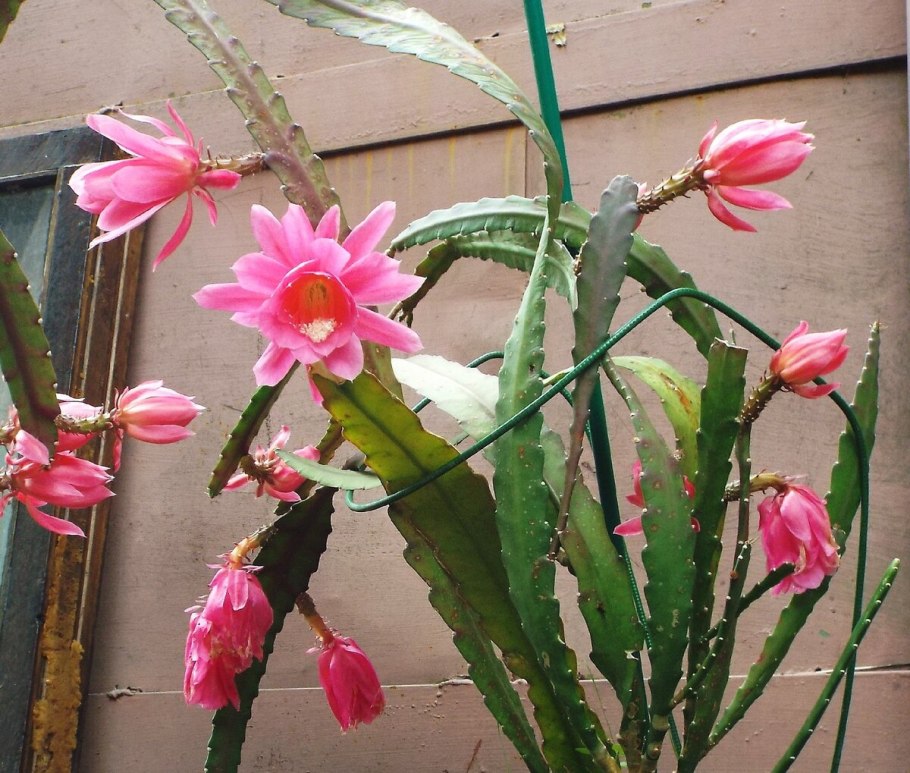 Эпифиллум Аккермана