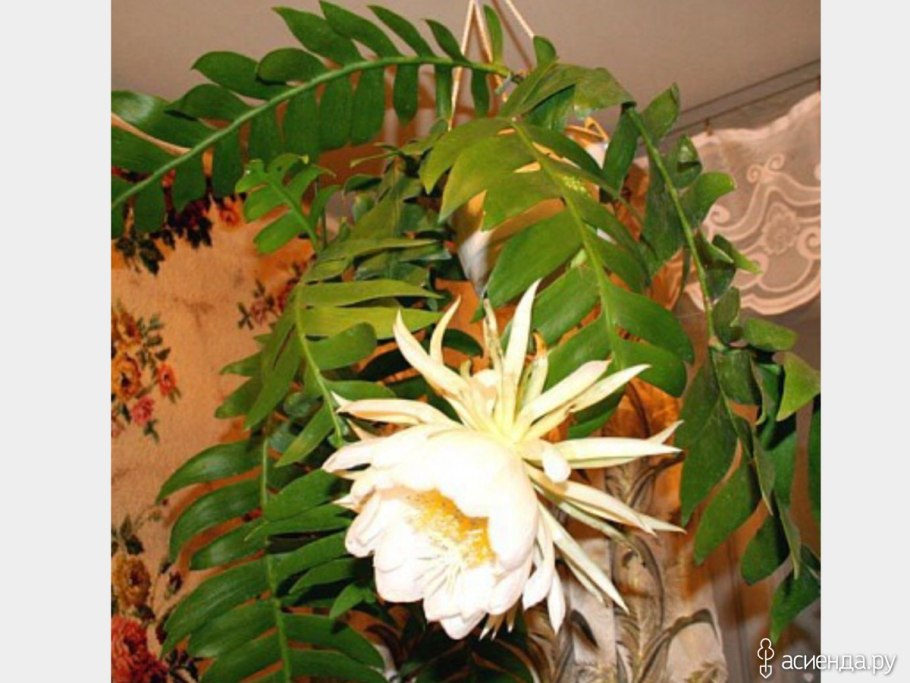 Эпифиллум Марниера